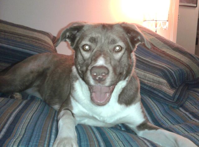 some seriously smooch-able dog lips